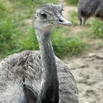 Hotel Zur Wildtranke 3*